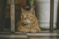 Россельхознадзор ограничил ввоз кормов из Сербии Farmina Pet Foods