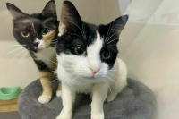 Перечень социальных НКО хотят расширить