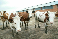 За переработанный навоз предлагают больше не штрафовать 