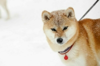 Сугробы в Москве достигли рекордной для 8 февраля высоты в 60 см