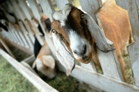 Владельцам личных подсобных хозяйств решили помочь с господдержкой