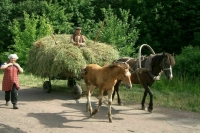 Депутат Кашин рассказал, зачем нужны правила разведения и содержания лошадей