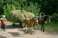 Депутат Кашин рассказал, зачем нужны правила разведения и содержания лошадей