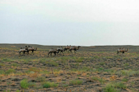 Сотрудникам структуры ООН покажут астраханских верблюдов