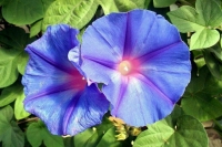 Привычные дачные цветы стали запрещенными