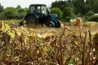 Землепользователей хотят обязать защищать участки от борщевика