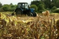 Землепользователей хотят обязать защищать участки от борщевика