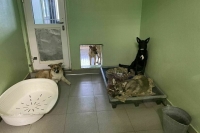 Приюты для собак смогут получить дополнительную господдержку