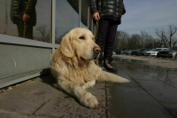 Кубанские депутаты предложили увеличить выплату на содержание собак-поводырей