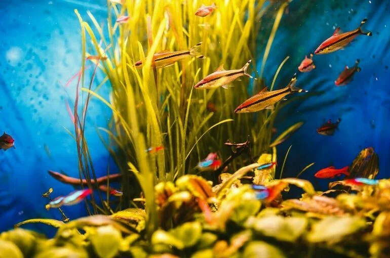 Всемирный день морских трав празднуется 1 марта