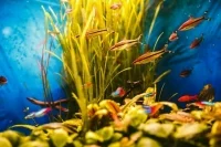 Всемирный день морских трав празднуется 1 марта