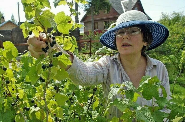 Садоводов хотят освободить от личного присутствия на собраниях