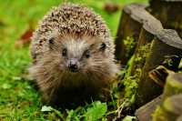 Всемирный день дикой природы проводится 3 марта