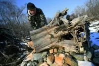 Для сбора валежника хотят разрешить бензопилу