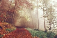 В Госдуму внесли законопроект о понятии «лесоклиматические проекты»