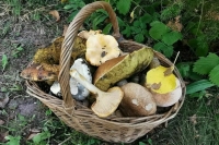 В Роспотребнадзоре напомнили правила безопасности для грибников