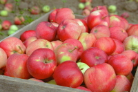 Регионы получат топливо для сельхозработ по фиксированным ценам