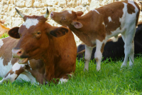 Депутаты предложили вести реестр селекционных достижений в племенном животноводстве