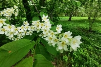 Врач предупредила аллергиков о возможных «пыльцевых бурях»