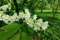 Врач предупредила аллергиков о возможных «пыльцевых бурях»