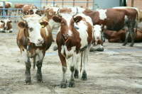 Просроченные продукты хотят отправить на корм животным