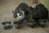 Животных, оставшихся без присмотра после теракта, возьмут на передержку