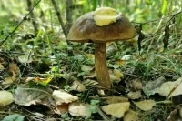 Гигель: В России функционирует 1300 лесных питомников