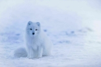 В России отменят погранконтроль для самолетов, доставляющих грузы в Арктику