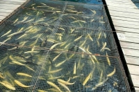 Два инвестпроекта получили в Ингушетии статус масштабных