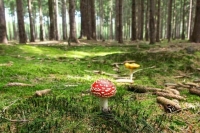 Рослесхоз: 4 региона России не готовы к пожароопасному сезону