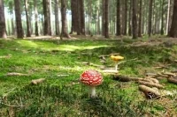 Рослесхоз: 4 региона России не готовы к пожароопасному сезону