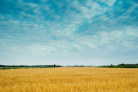 Эксперт: В России не хватает своих семян сахарной свеклы и пивоваренного ячменя 