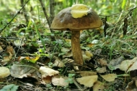 В Госдуму внесли законопроект об усилении защиты городских лесов от вырубки