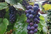 В России создадут центры промышленных микроорганизмов и сортов винограда