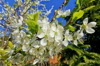 Врач не исключил появления аллергии на пыльцу из-за COVID-19