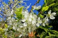 Врач не исключил появления аллергии на пыльцу из-за COVID-19