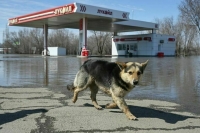 Оренбургский губернатор доложил Путину о стабильной ситуации с паводком