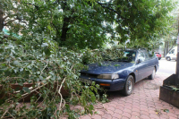 Москвичей предупредили о сильном ветре и возможном падении деревьев в пятницу