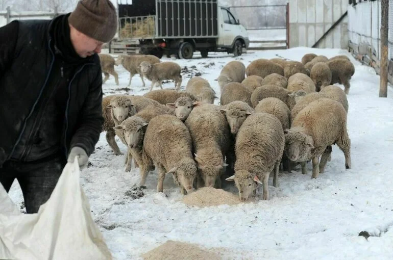 Владельцам ЛПХ Кубани компенсируют часть затрат на сельхозпроизводство