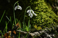 Как накажут за сорванный подснежник