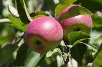 Штрафы за неправильное обращение с пестицидами могут быть увеличены