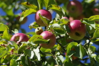 Садоводам предложили разрешить регистрацию домов на землях сельхозназначения