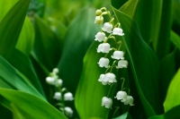 Лютик, ландыш, борец: какие ядовитые растения нельзя сажать на даче