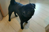 «Новые люди» предложили установить День защиты животных