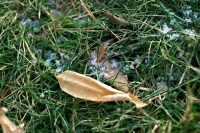 Вильфанд предупредил москвичей о похолодании и заморозках