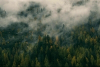 Регионы разработают план тушения природных пожаров