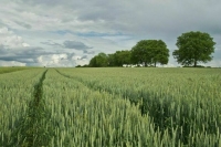 Лут заявила о наличии финансов для восстановления посевов