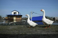 За мародерство во время ЧС предложили ввести уголовное наказание