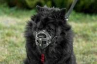 За выгул опасных собак без намордника хотят штрафовать