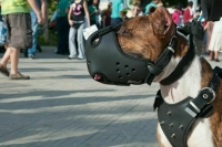 Законопроект о штрафах за выгул опасных собак без поводка внесли в Госдуму